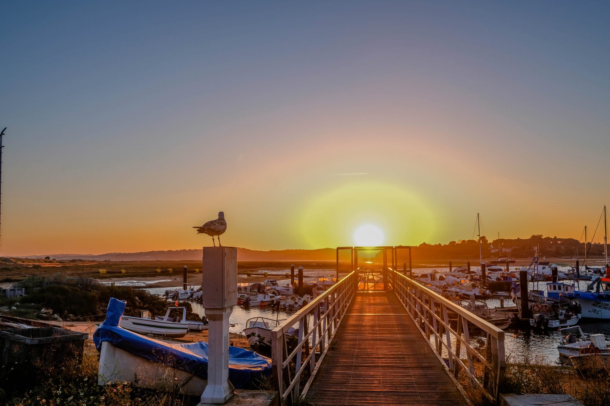 Mouette et soleil - Alvor, Portugal