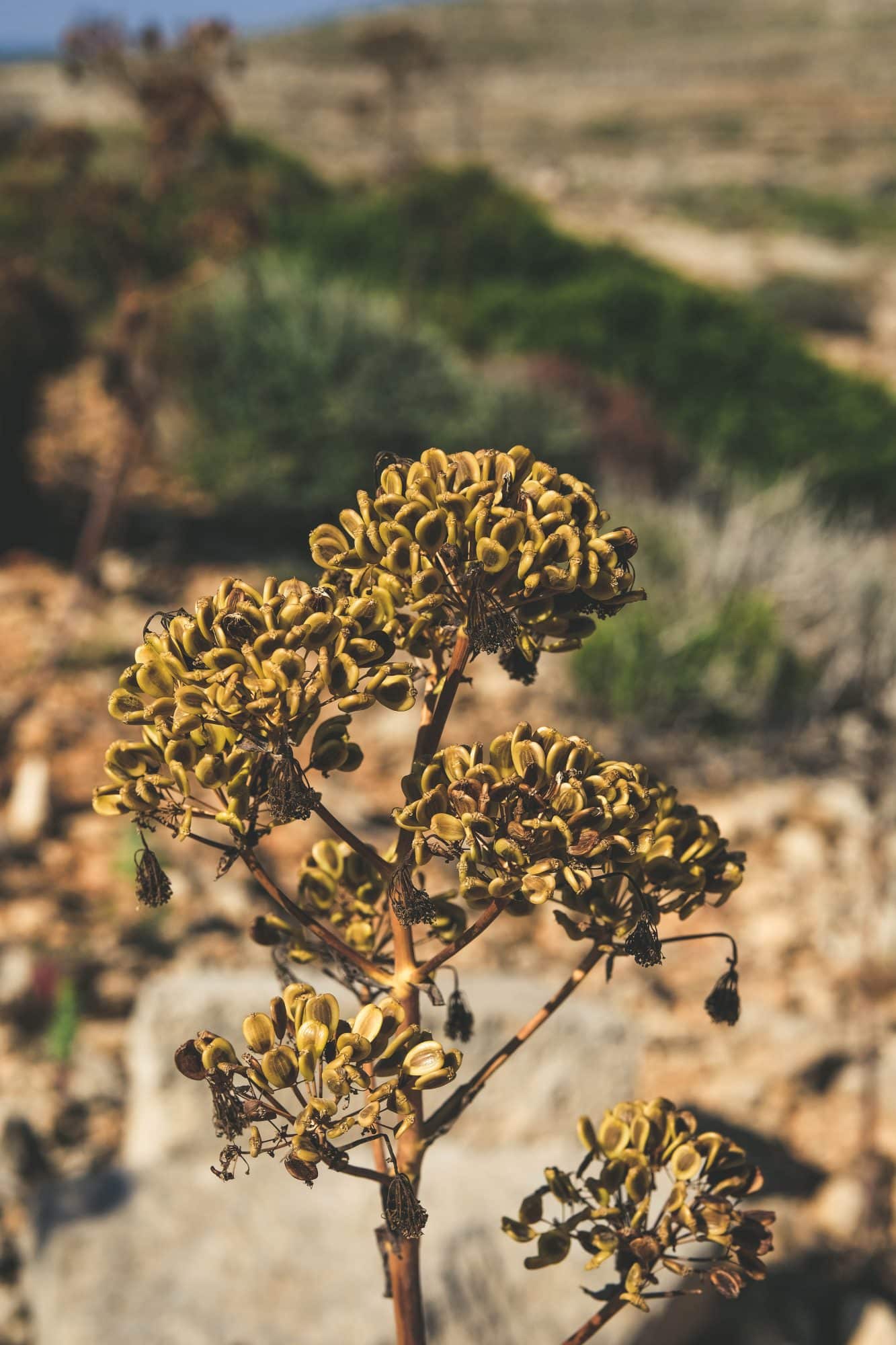 Ferula communis - Comino