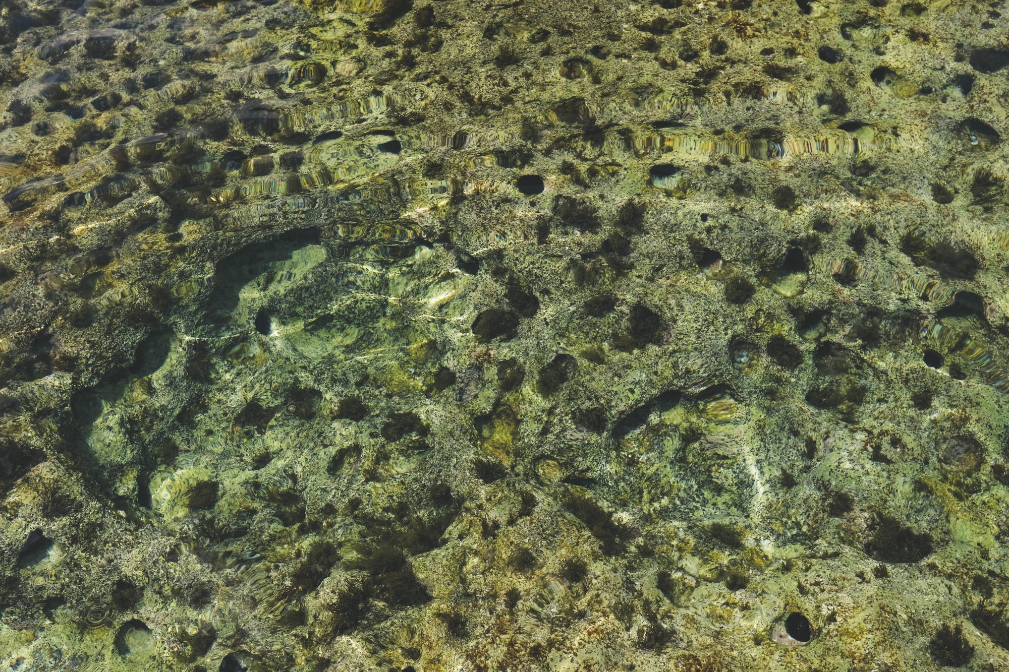 Le palais des oursins !