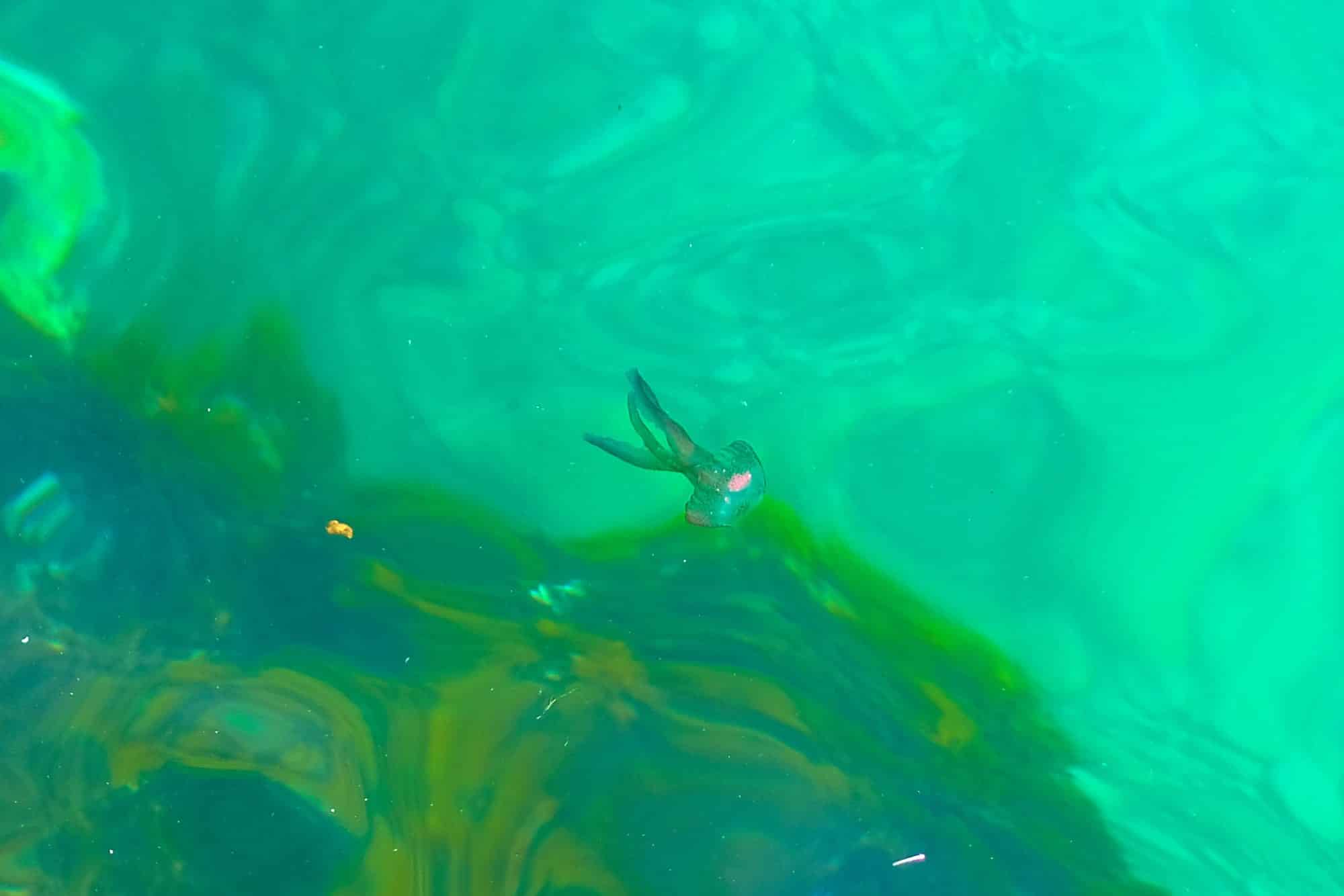 Medusa Maltaise - St.Peter's Pool, Marsaxlokk, Malte