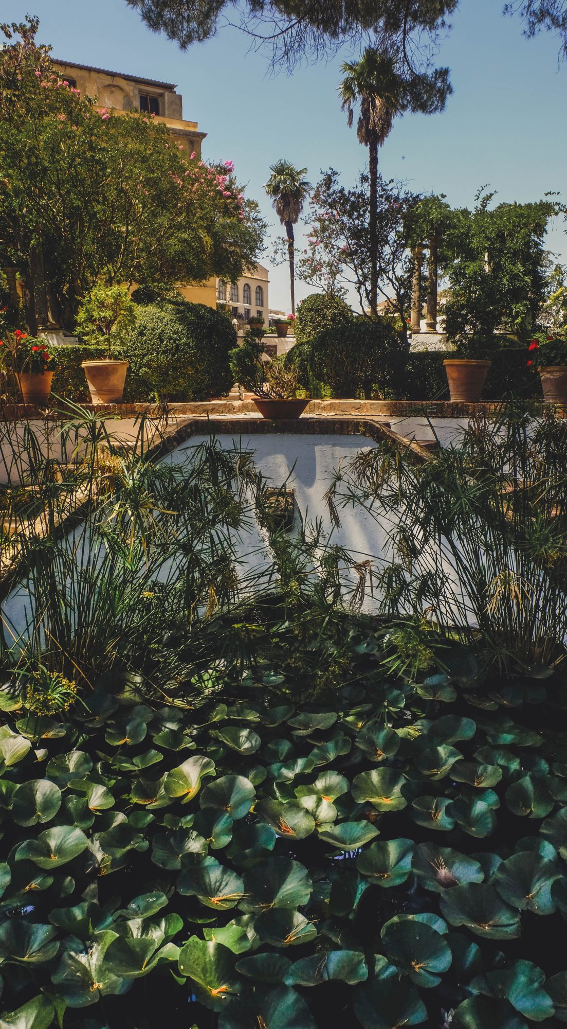 Nénuphars - Ronda, Espagne