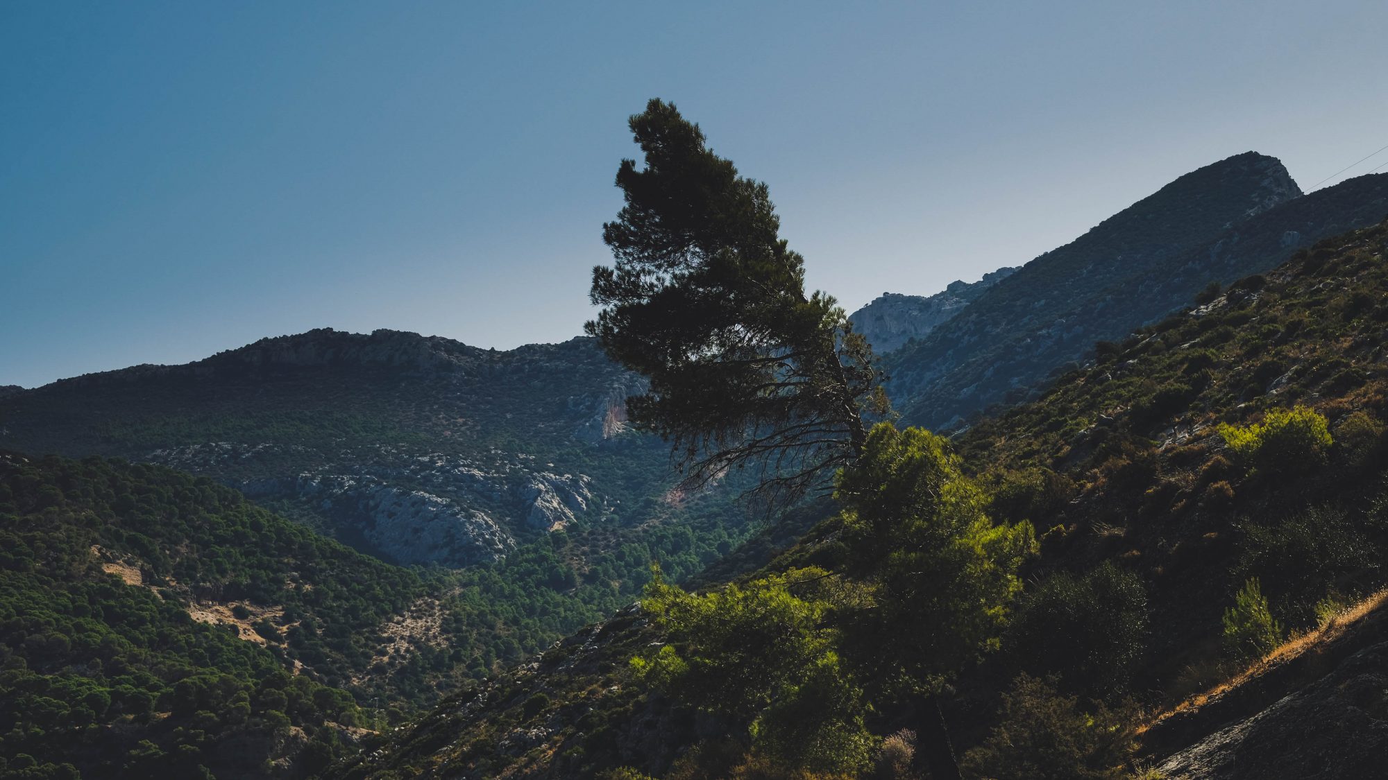 Arbre solitaire - El Chorro, Espagne