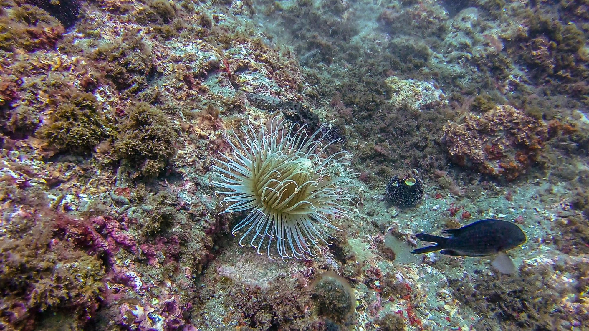 Anémone dans le sens du courant - Marina del Este, La Herradura, Espagne