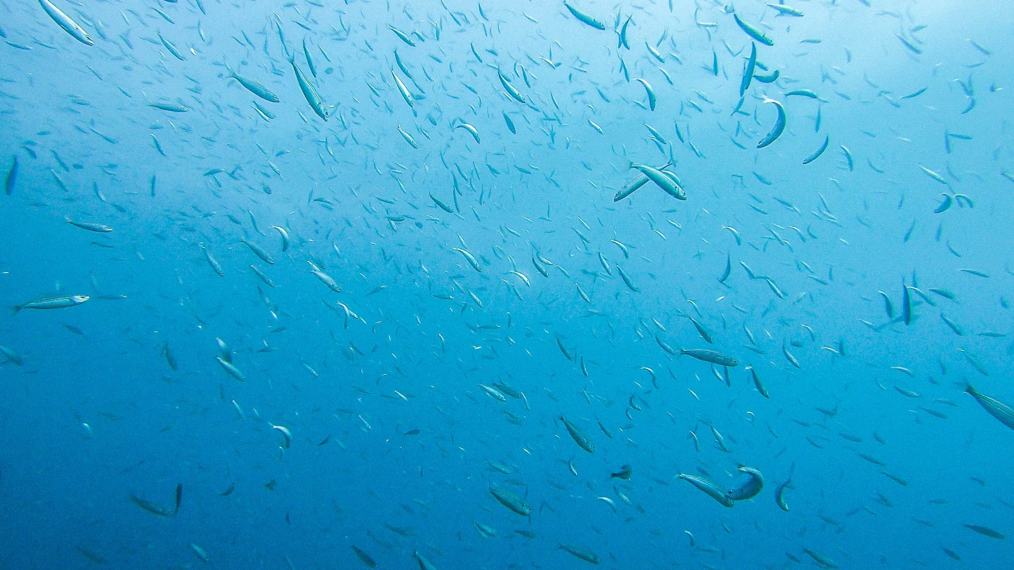 Banc de Sardines Désordonné - Marina del Este, La Herradura, Espagne