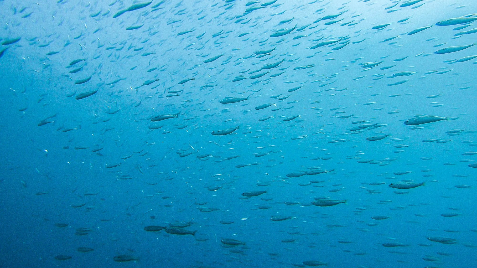 Banc de Sardines ordonné - Marine Del Este, La Herradura, Espagne