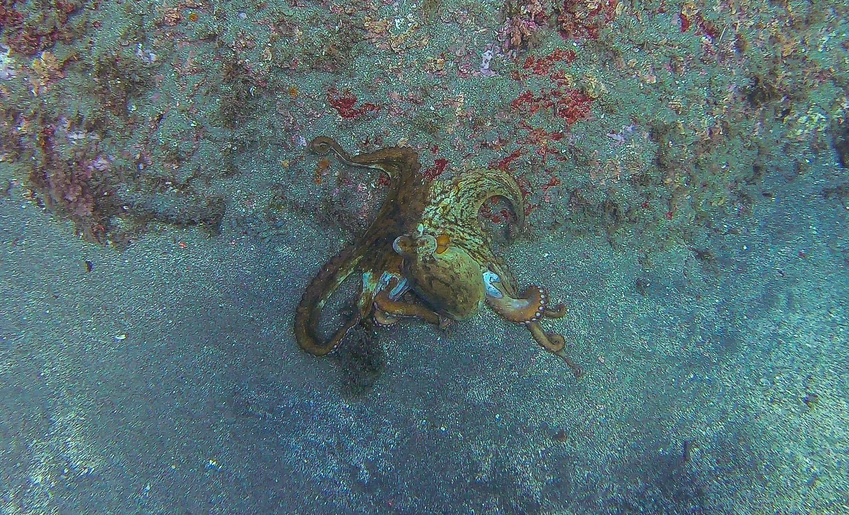 Octopus - Marina del Este, La Herradura, Espagne