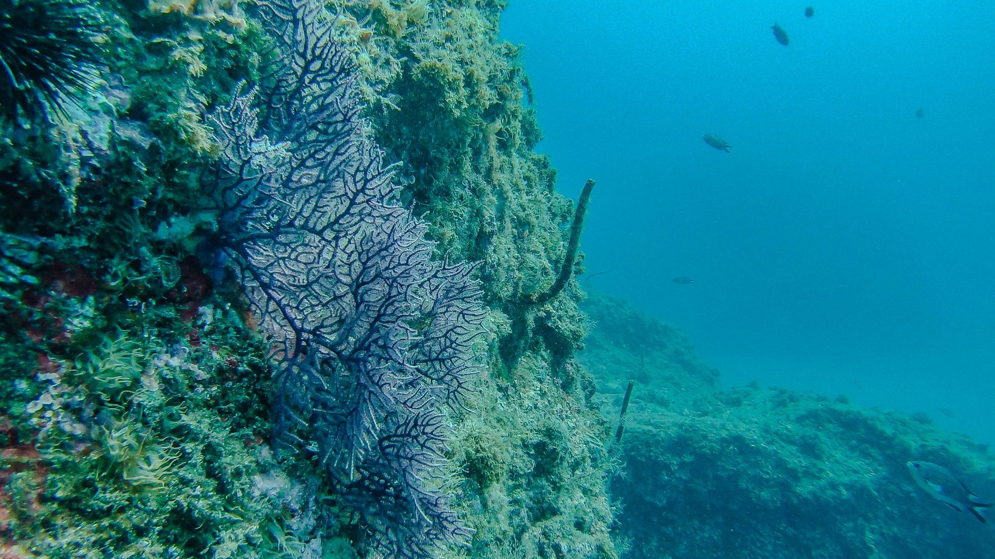 Corail Dentelle Rose - Marine Del Este, La Herradura, Espagne