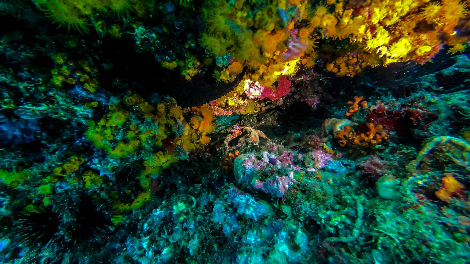 Homard et Coraux - Marina del Este, La Herradura, Espagne