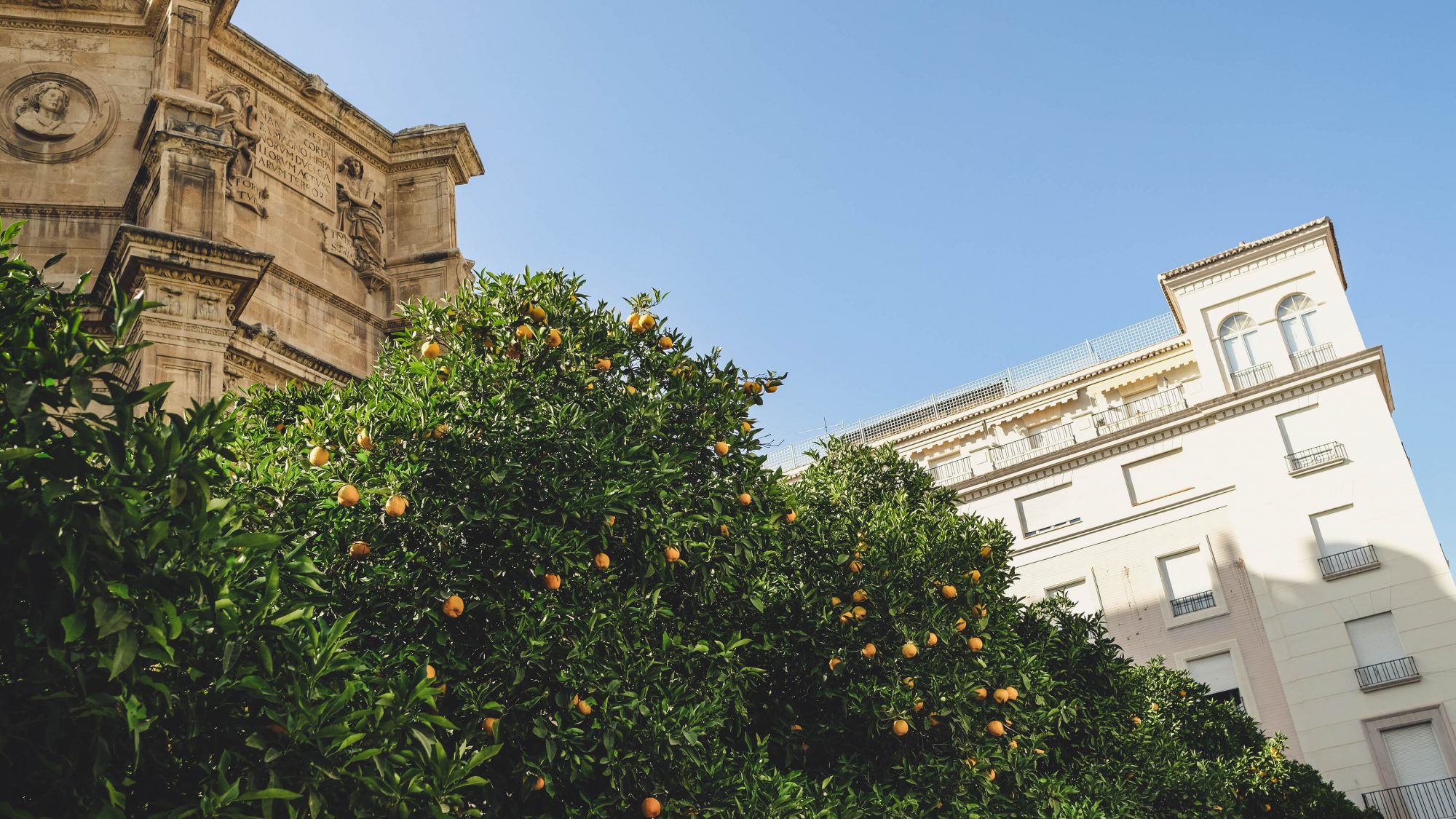 Orangers dans la ville Grenade Andalousie