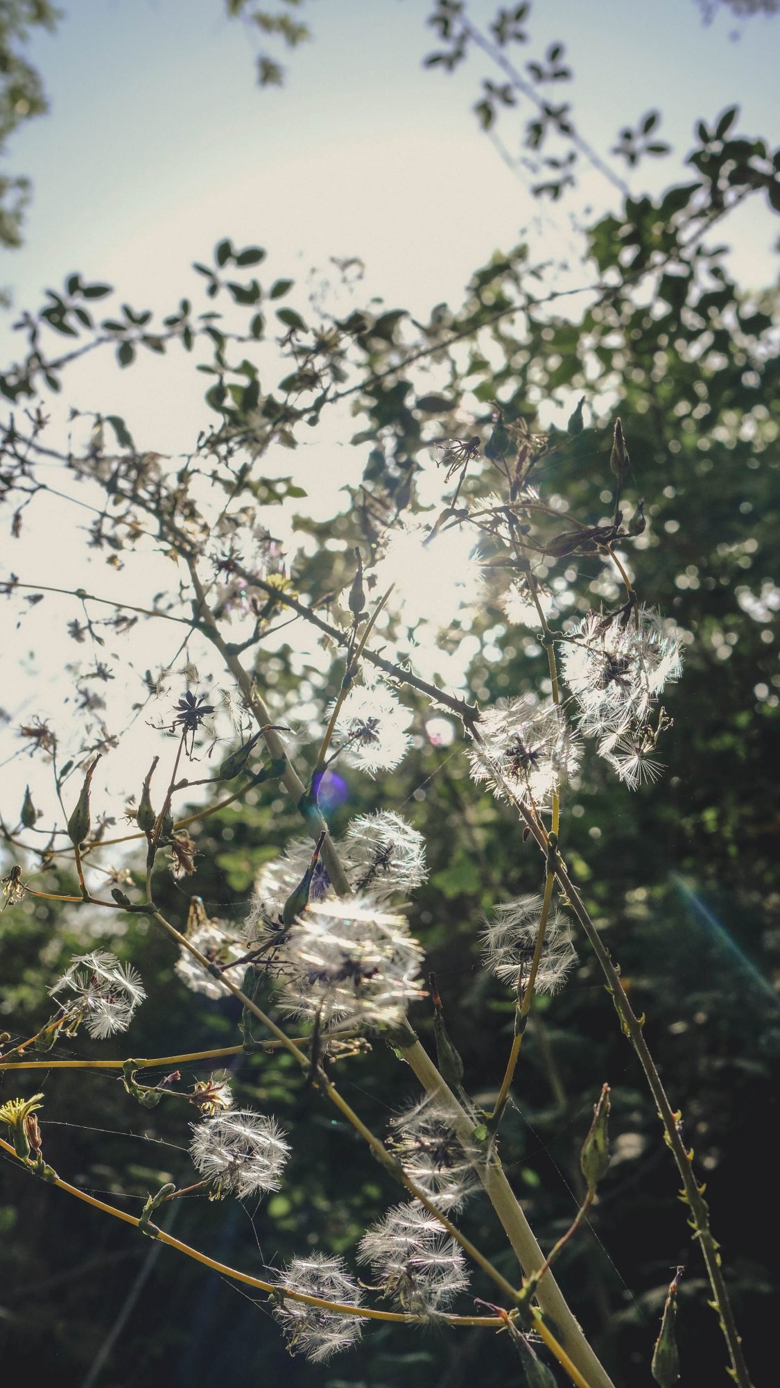 Pissenlit - Los Cahorros de Monachil Andalousie