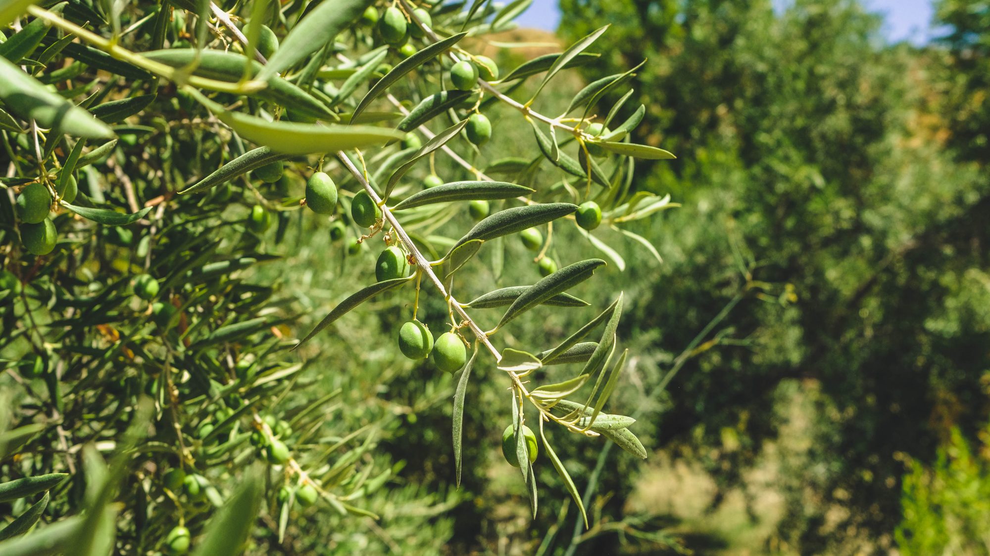 Ramier d'olives los cahorros de monachil andalousie