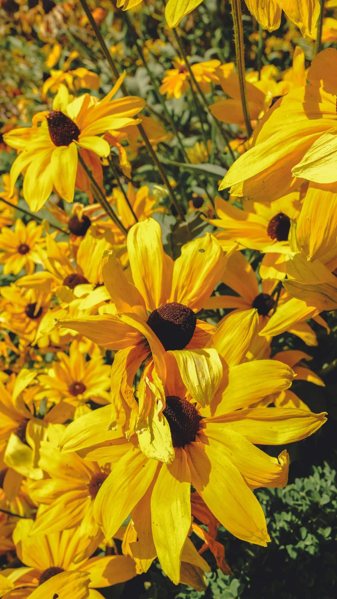 Petites fleures dans les jardins de l'Alhambra