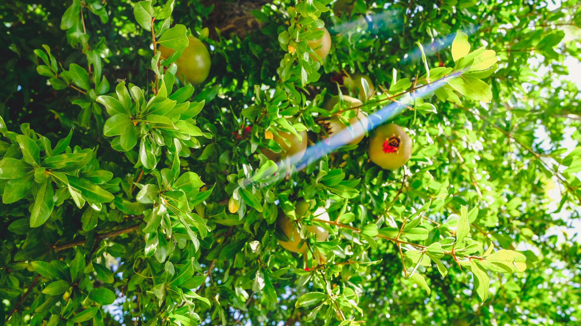 Petites grenades perchées
