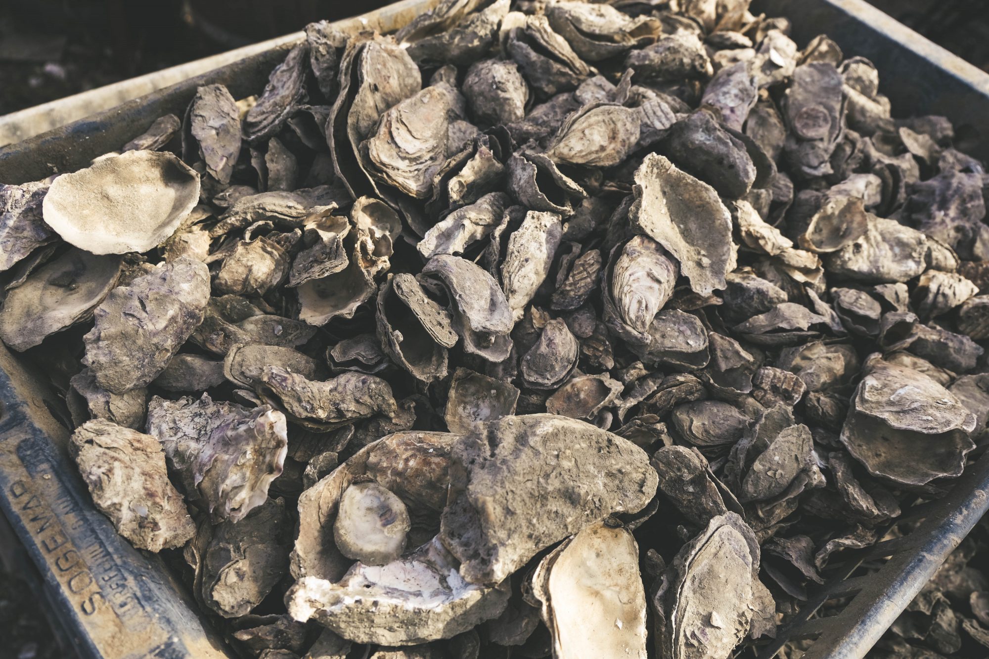 Huîtres du Bassin d'Arcachon