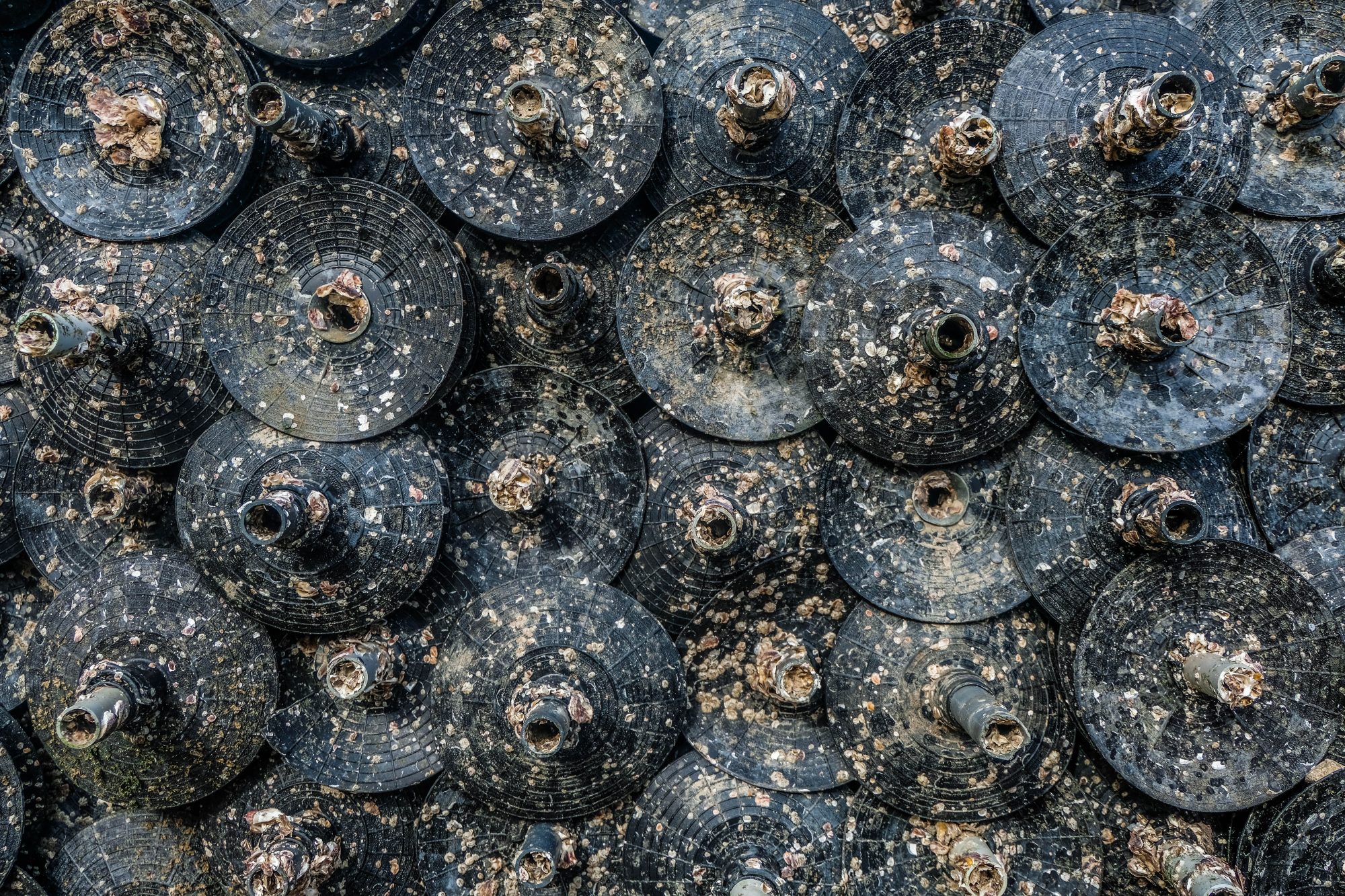 Des choses.. pour les huîtres que l'on a trouvé sur le port