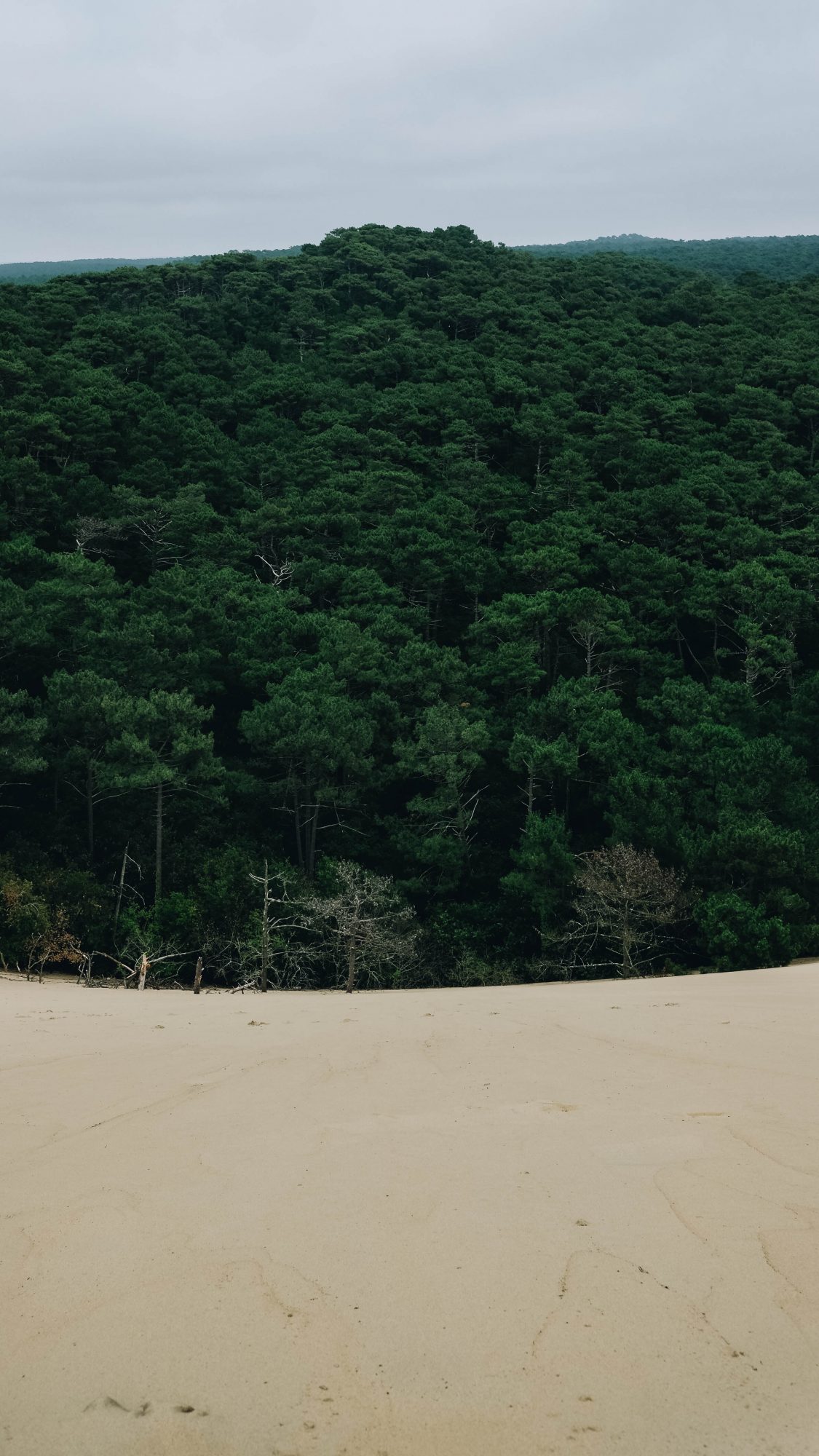 Portrait de la forêt landaise