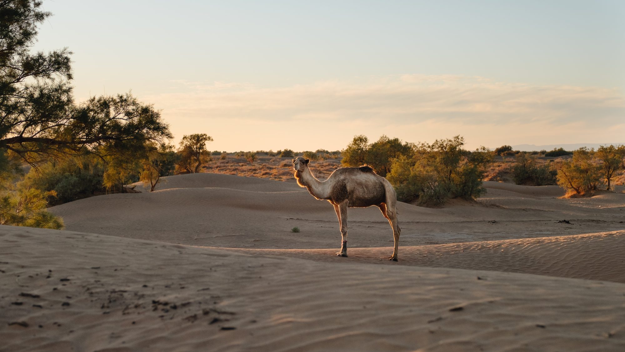 Lehjra dans le désert
