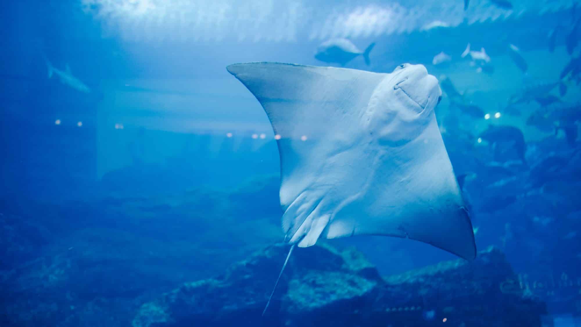 Raies prenant la pose - Aquarium du Dubaï Mall