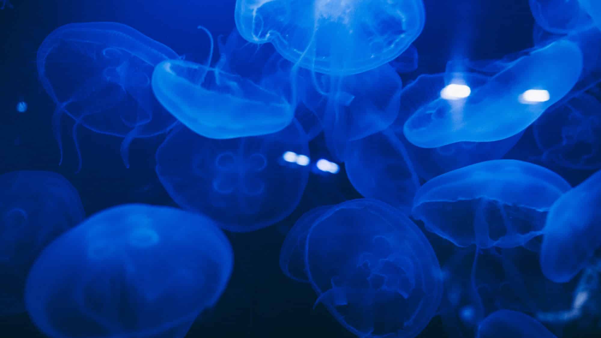 Médusa - Aquarium du Dubaï Mall