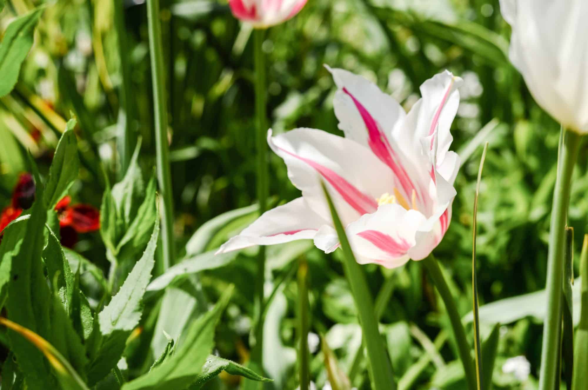 Une belle tulipe rayée dans le jardin de Monet