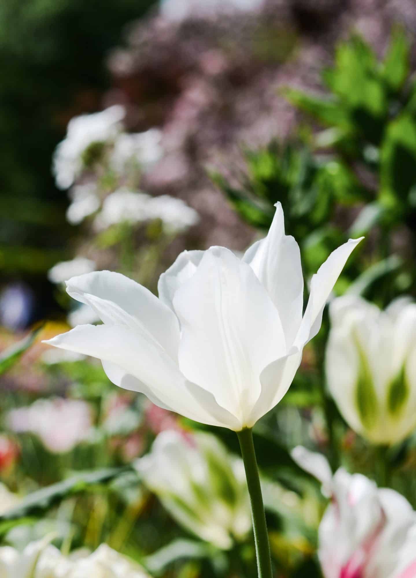 Tulipe blanche dans le jardin de Monet