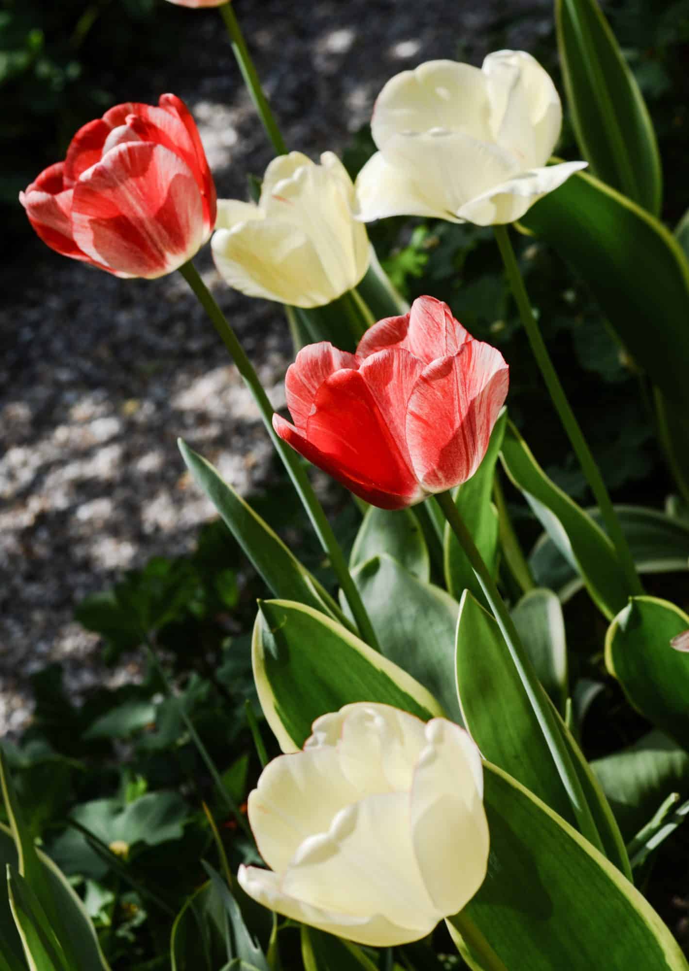 Tulipes dans le jardin de Monet