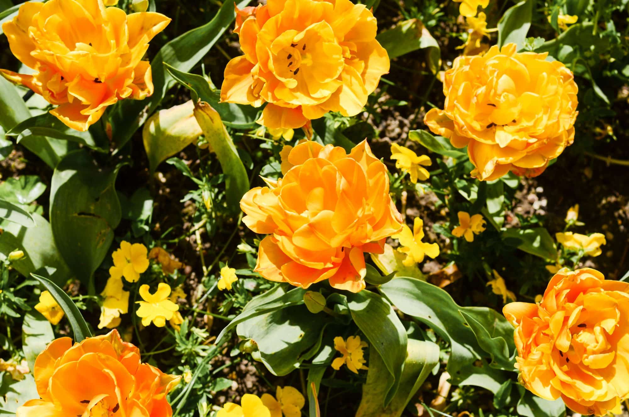 Les fleurs jaunes du jardin de Giverny