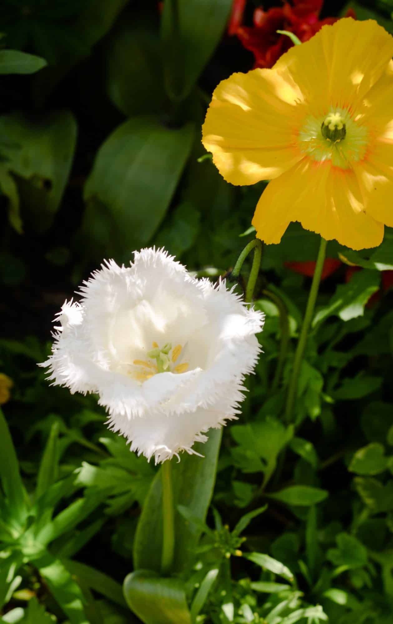 Une jolie tulipe frangée dans les jardins de Monet