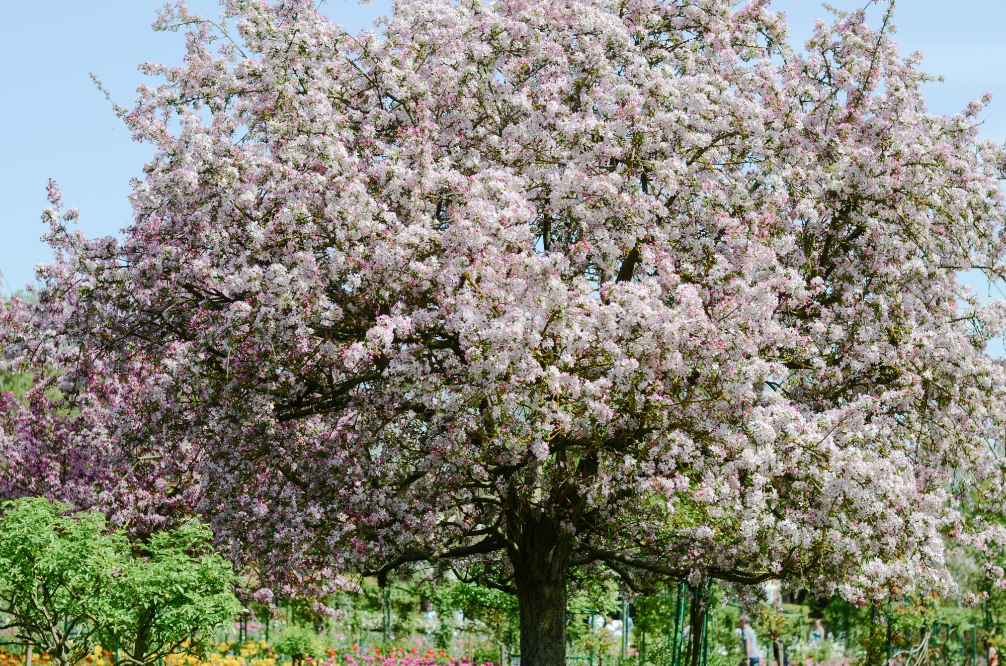 Un beau cerisier - Jardin de Monnet
