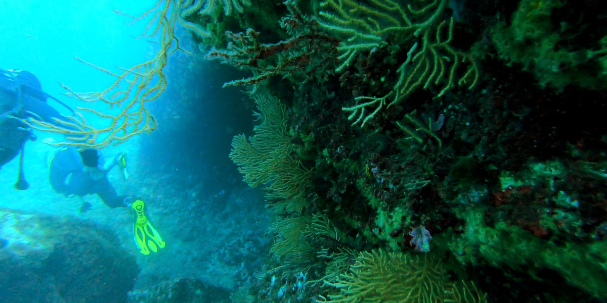 que faire a palma de majorque : de la plongée