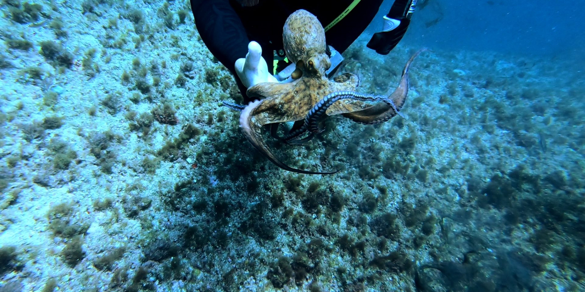 que faire a palma de majorque : l'aquarium