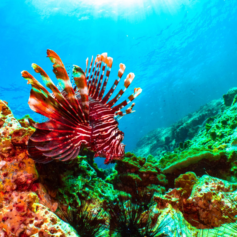 Poisson scorpion Koh Tao