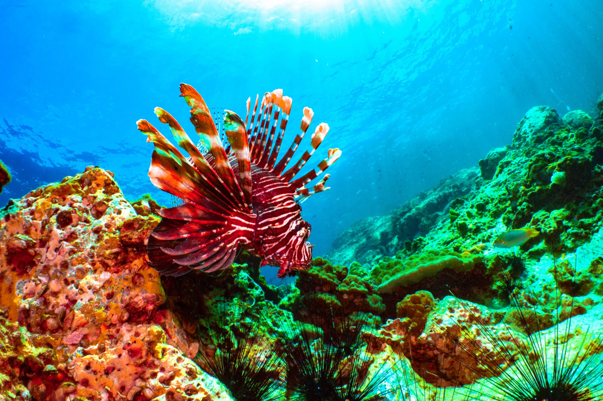 Poisson scorpion Koh Tao