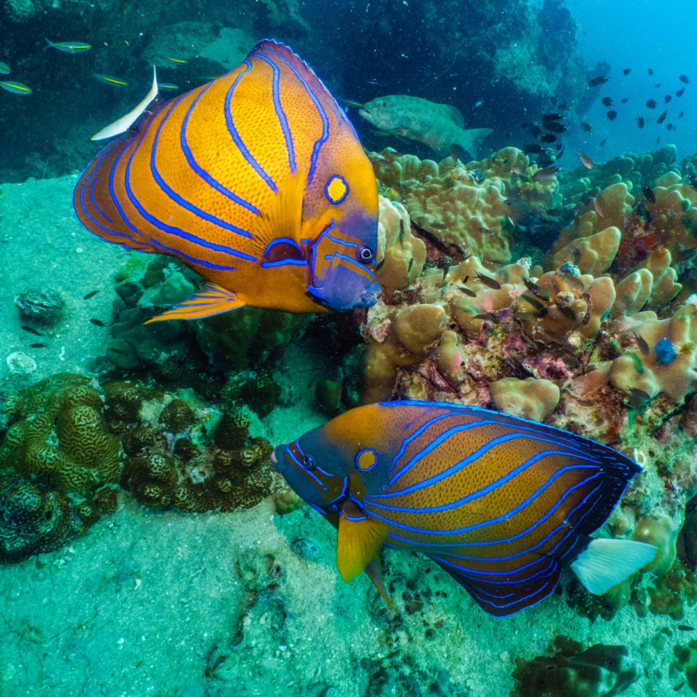 Petits poissons Koh Tao
