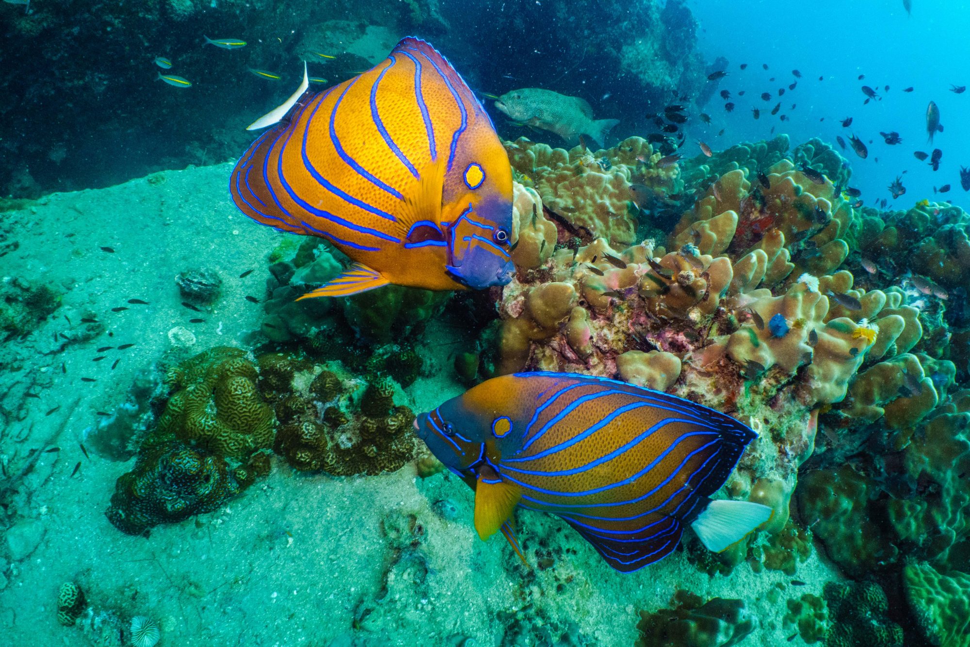Petits poissons Koh Tao