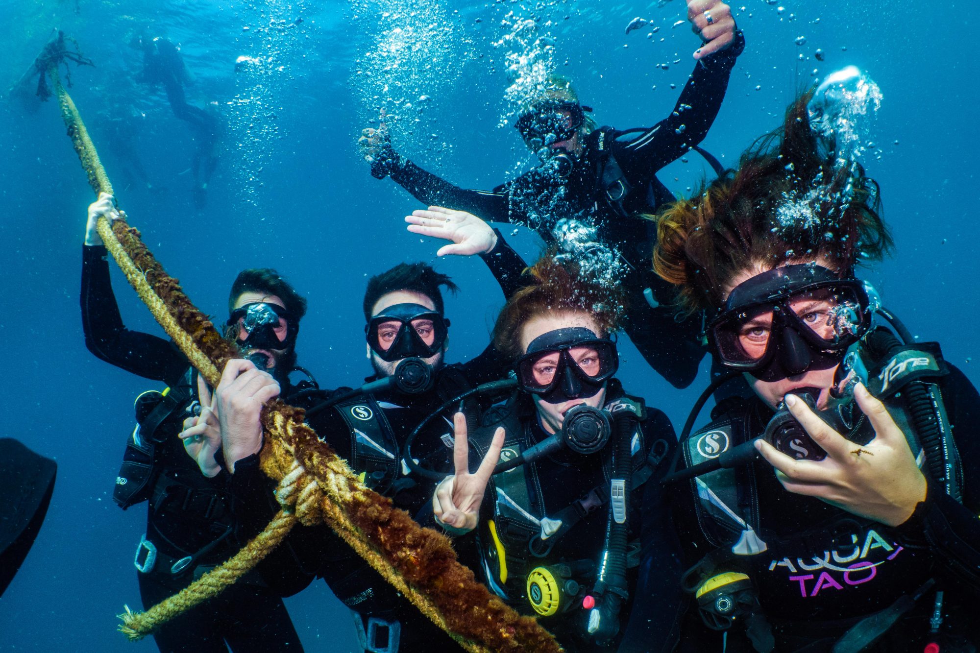 Paresseux Curieux en plongée à Koh Tao