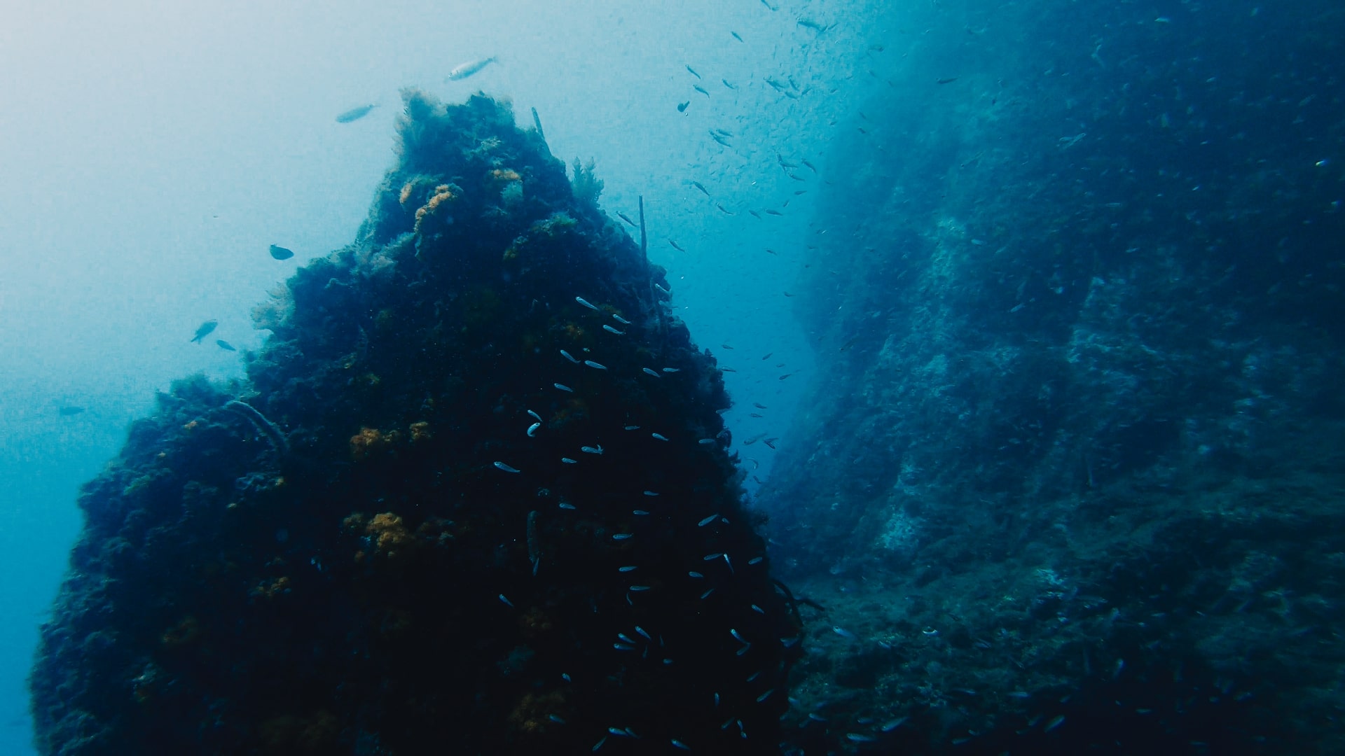 Banc de poissons Costa del Sol