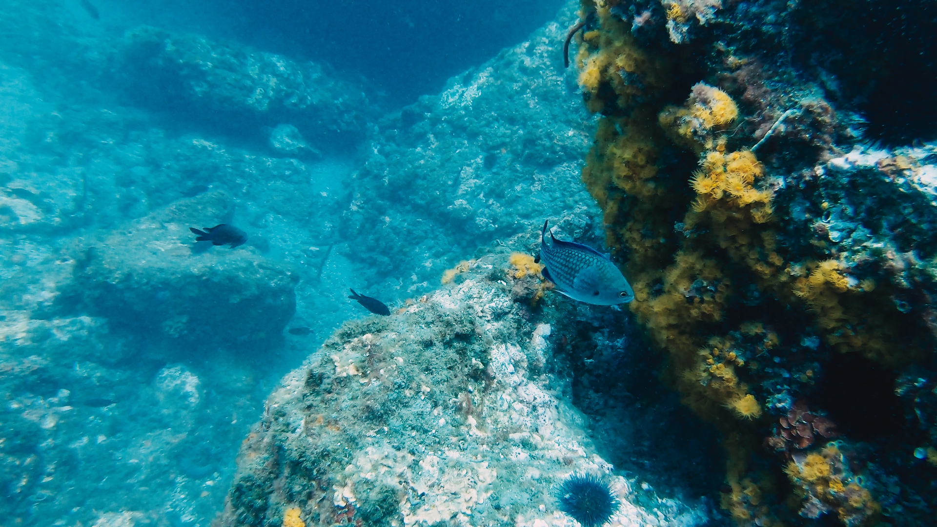 Coraux Costa del sol