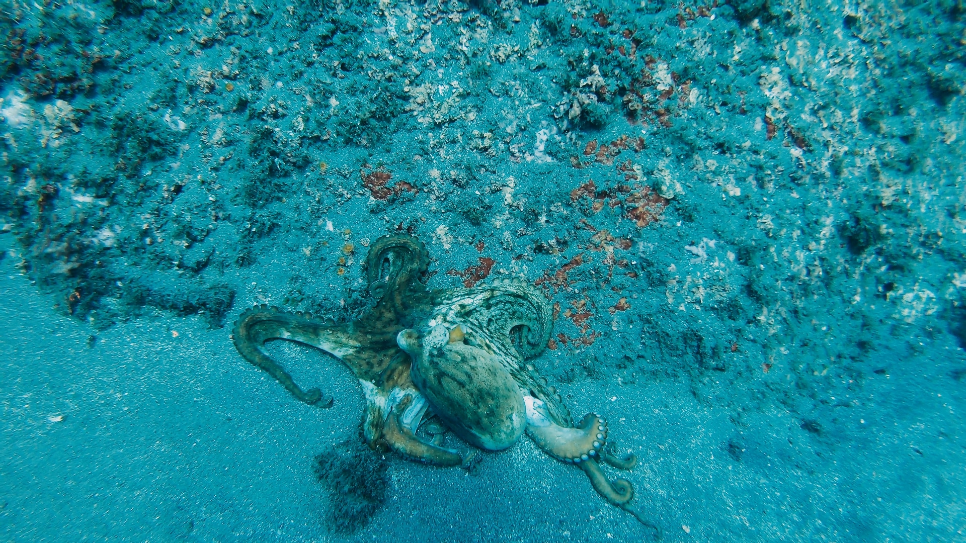 Pieuvre Costa del Sol