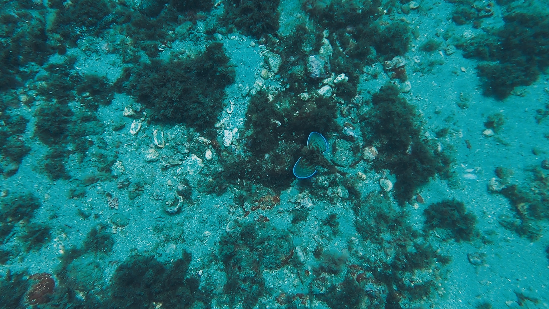 Poisson volant Costa del Sol