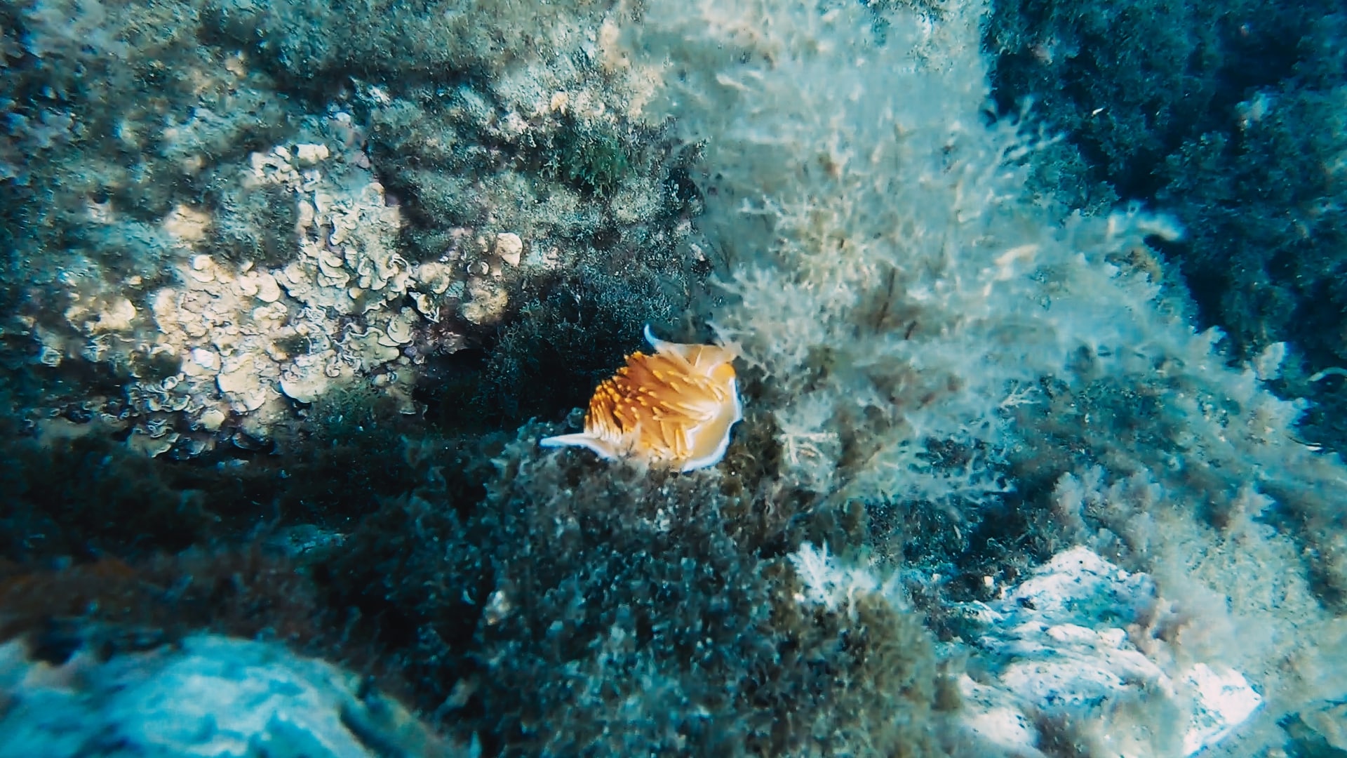 Nudibranche Costa del Sol
