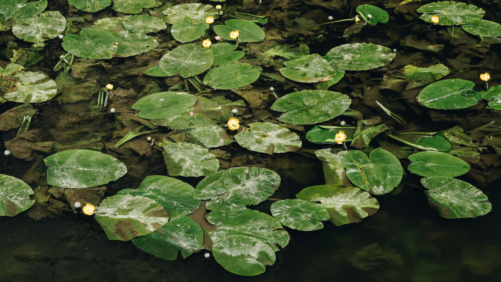 A la rencontre de la nature aquatique en Ile de France
