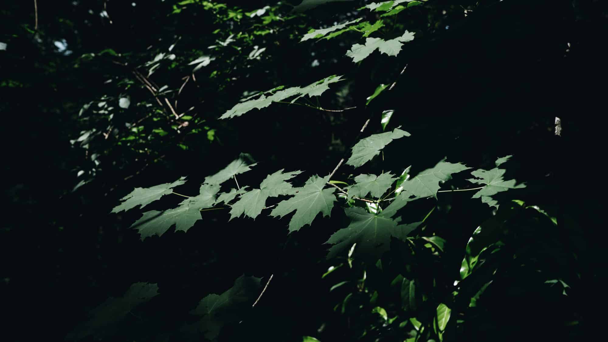 Portrait de nature en forêt