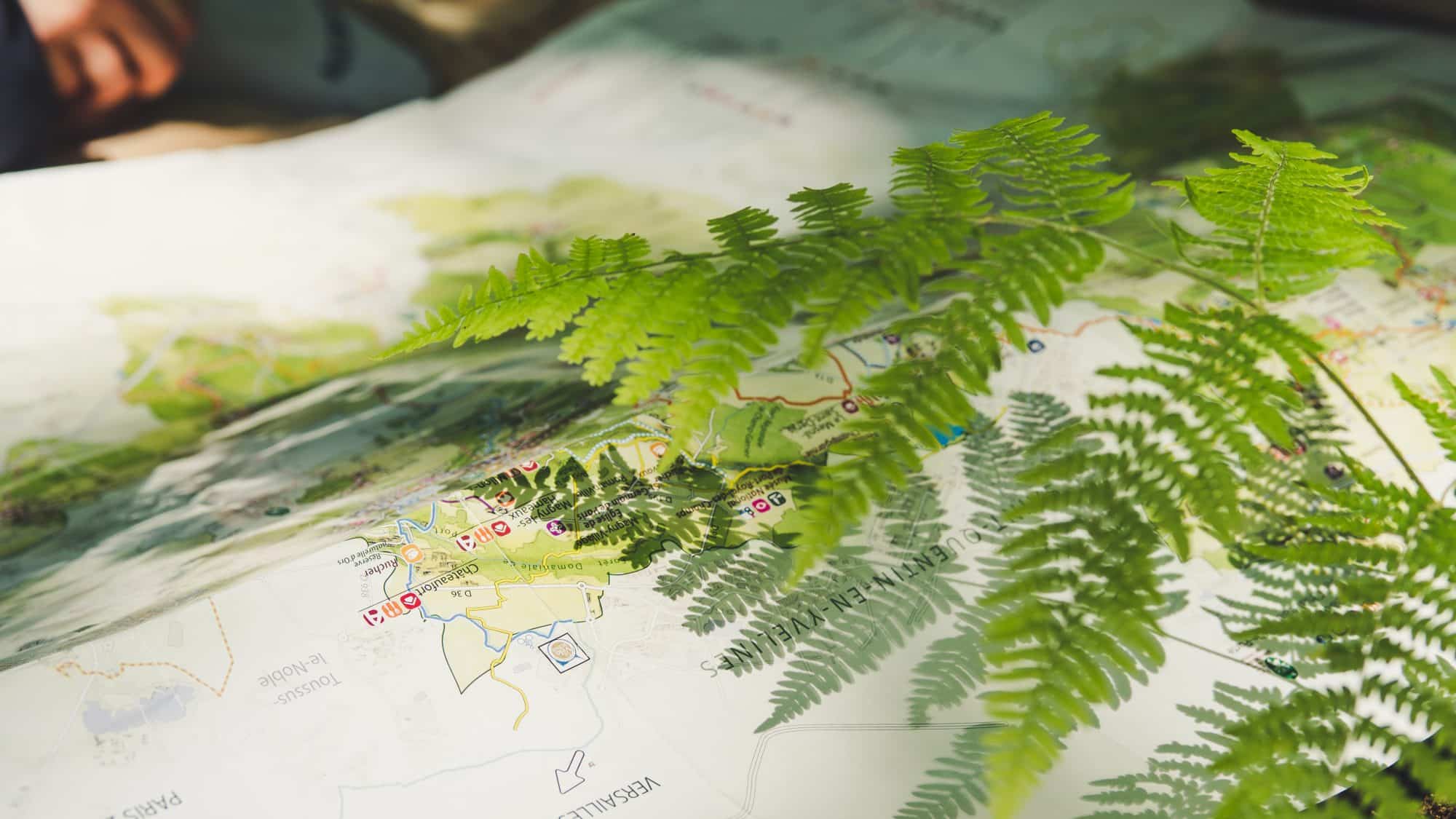 Ombres de fougères sur notre balade nature en Ile de France