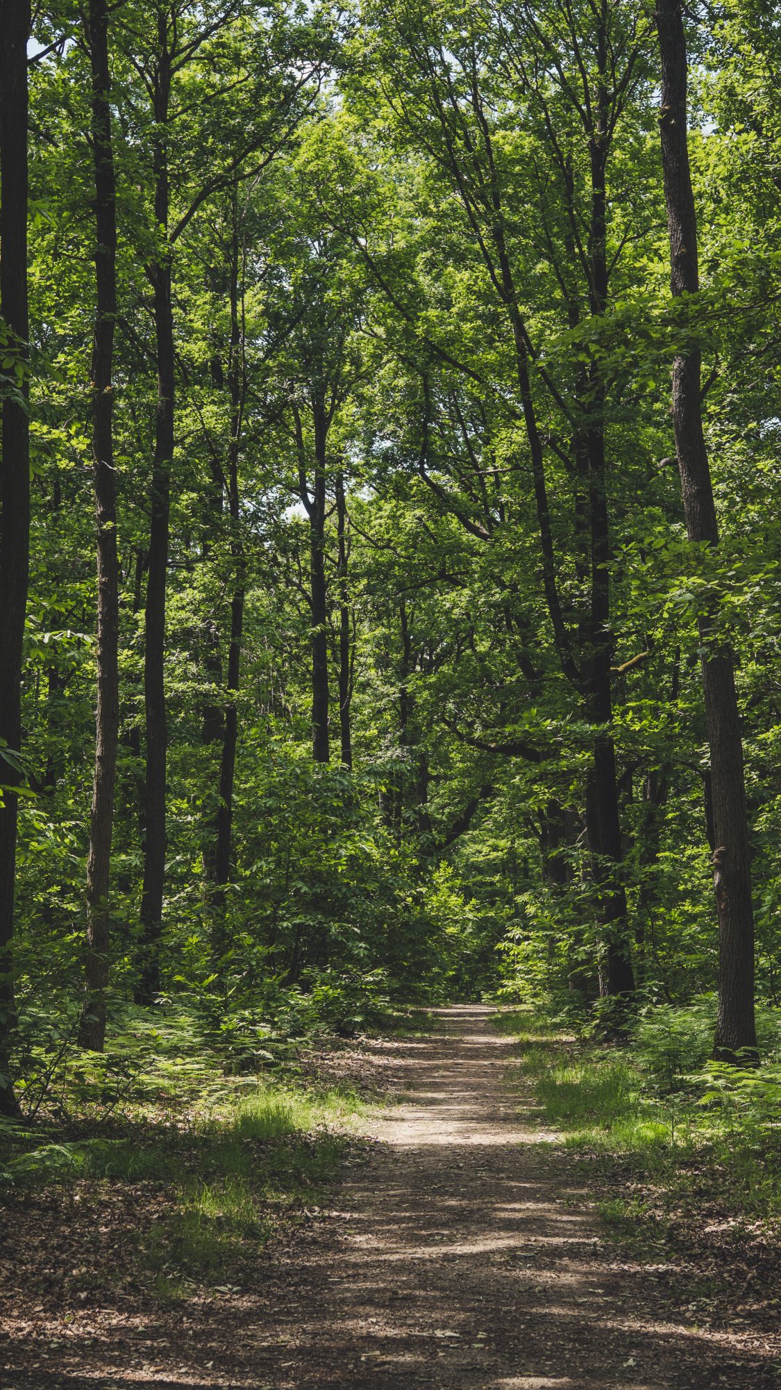 Sortie nature au milieu de la forêt en Ile de France