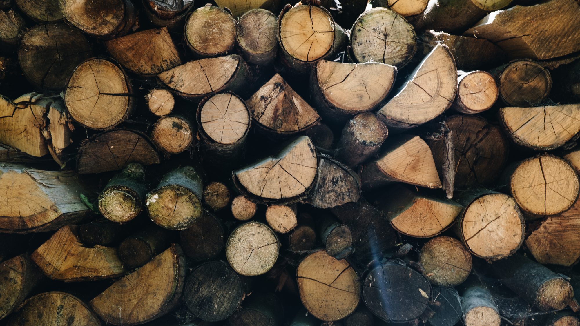 Bûches dans la forêt de Meudon, proche de Paris
