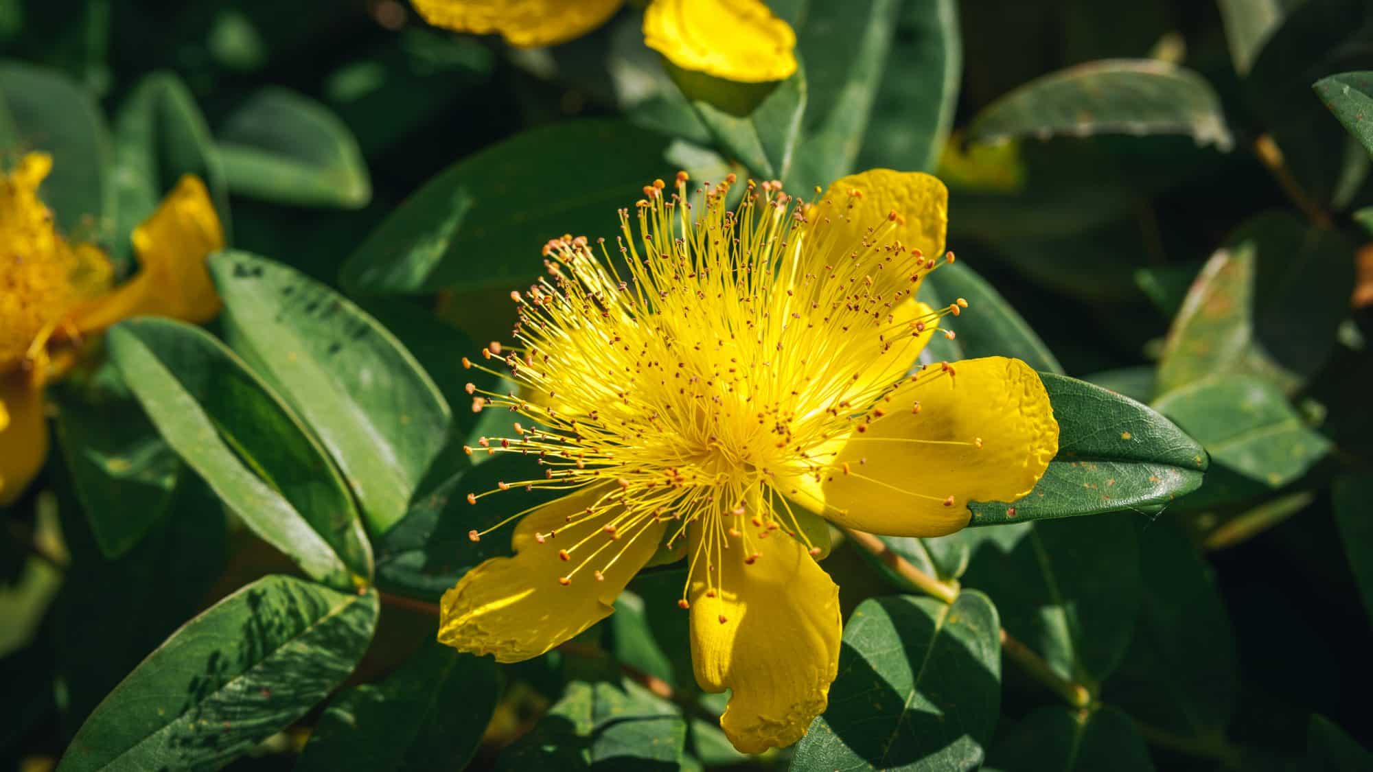 Les fleurs de cette escapade à Meudon, près de Paris