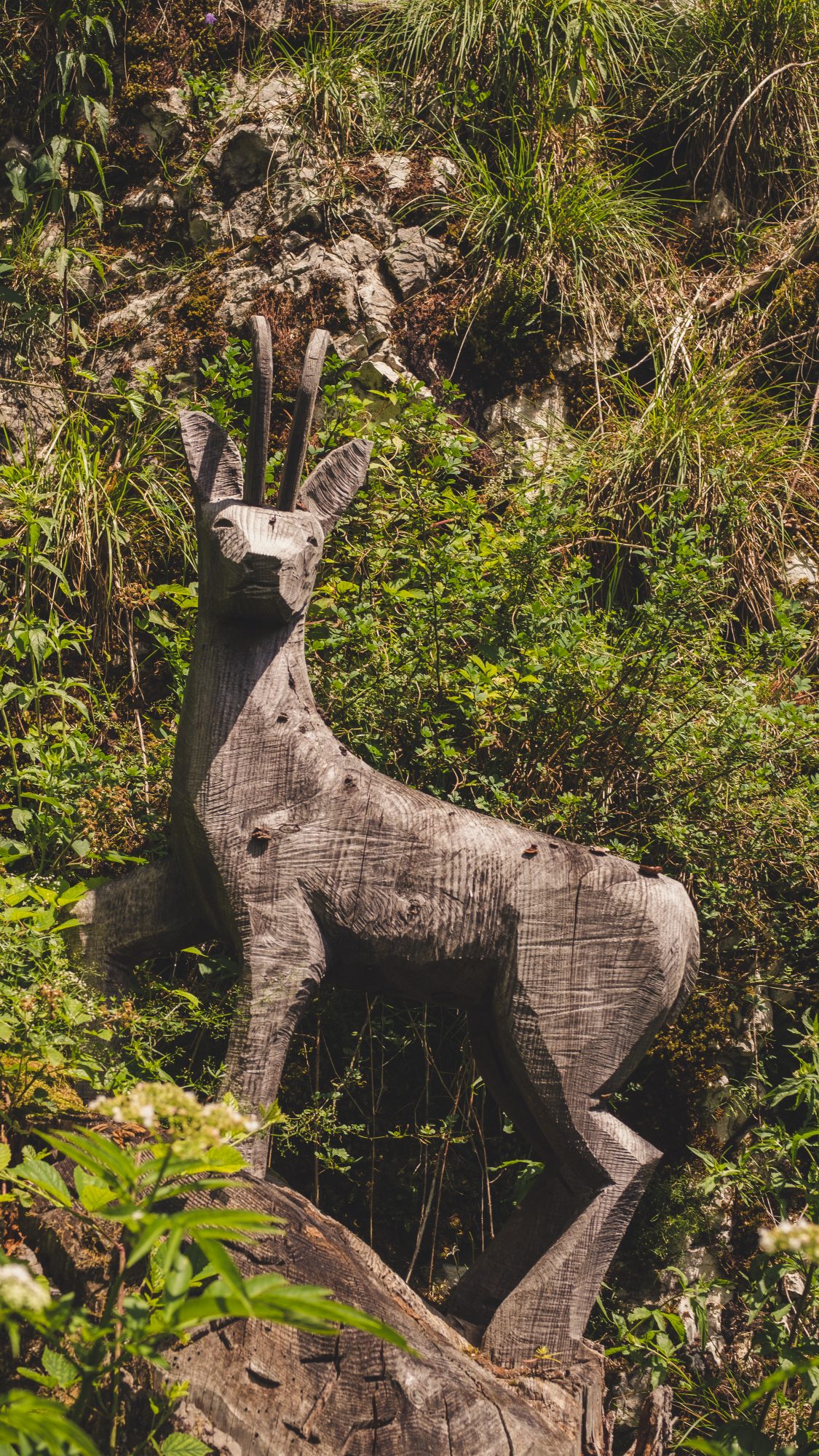 Le chamois de la Billaude