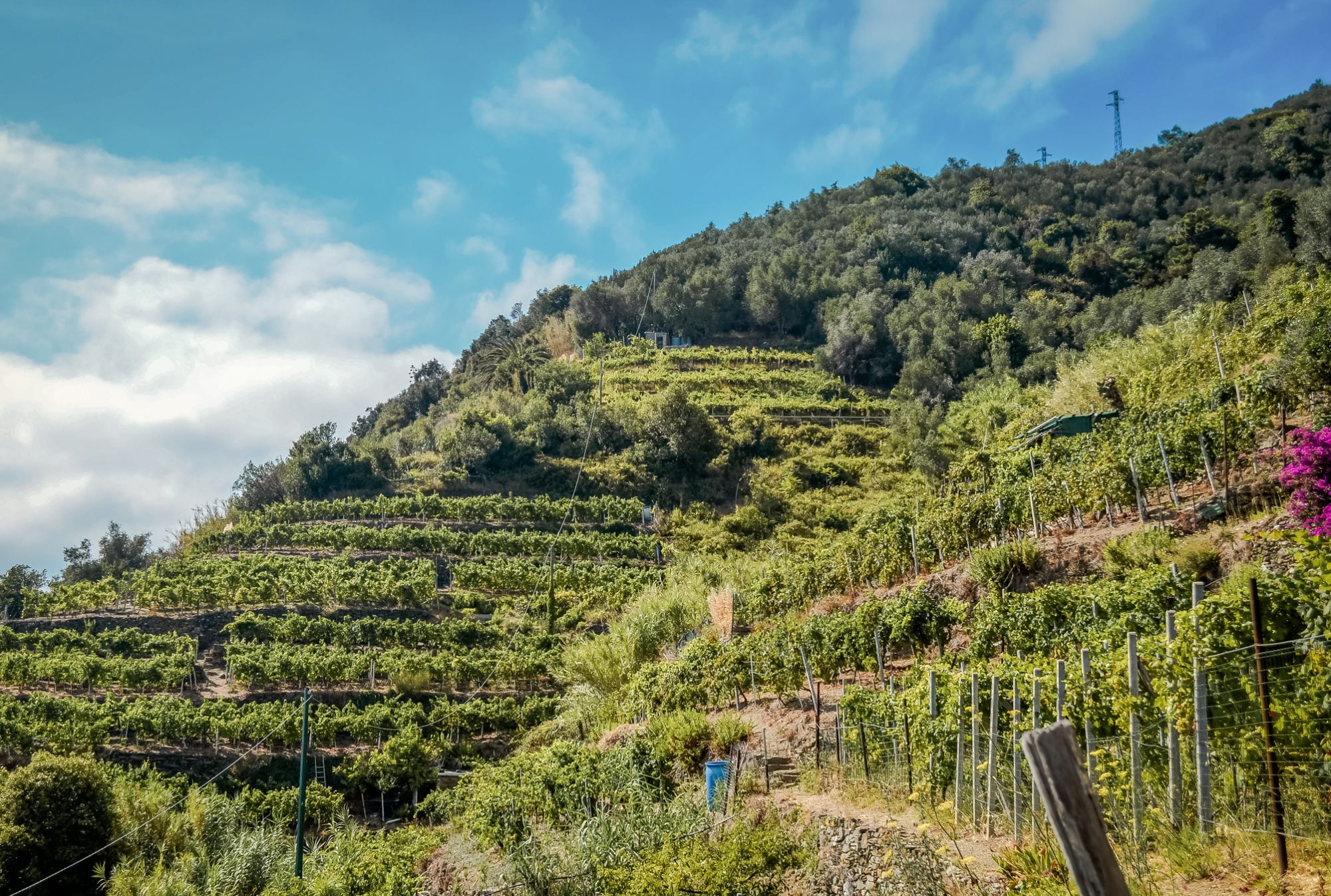 La vue sur les vignobles : un passage obligée lors de votre week end aux Cinque Terre