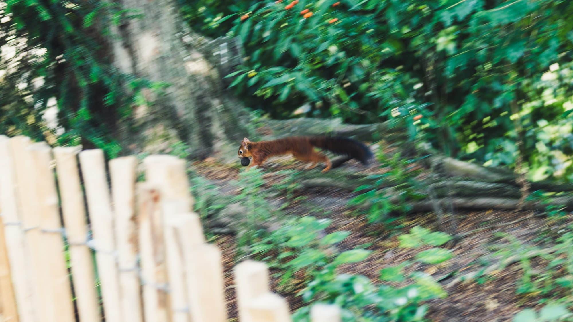 Les écureuils du jardin des plantes